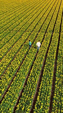 a couple of men and women in a tulip flower field, Windmill park in Spring, windmill turbines generating green energy electrically, windmills and tulip flowers in the Netherlands