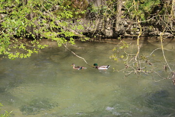 Couple de canards nageant à contre-courant dans un ruisseau