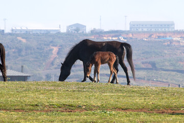 Naklejka premium Horse and foal on green meadow. Wild horse and foal. Pasture. Rural. Mare. Baby. Nobody. Animal.