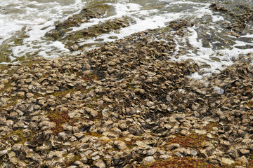 貝殻の残骸が無数に広がる浜辺