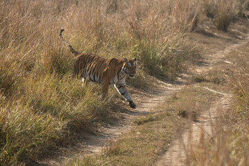 Royal bengal tiger coming out of the bushes on the forest road.