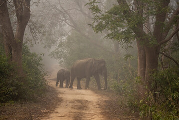 An elephant and her calf in the jungles of Corbett tiger reserve on a foggy winter morning. Selective focus.