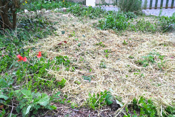 flowerbed covered with mulch and ground cover plants