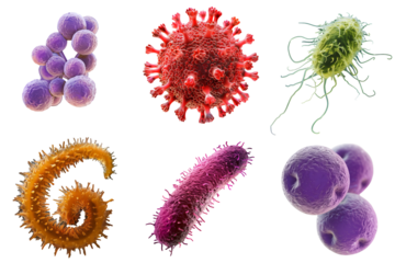 set bacteries with chlamydia, streptococcus, staphylococcus, spirochetes, proteus, coronavirus is isolated on a transparent background. Microbiology, the study of microorganisms, infections, bacteria