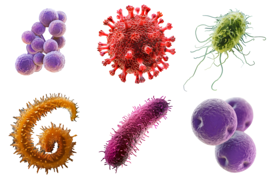 set bacteries with chlamydia, streptococcus, staphylococcus, spirochetes, proteus, coronavirus is isolated on a transparent background. Microbiology, the study of microorganisms, infections, bacteria