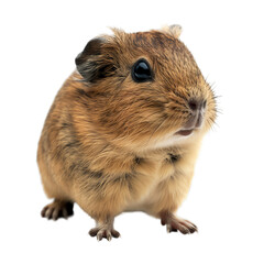guinea pig on a transparent background. Cute pet, rodent
