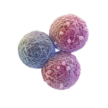 pneumococcus the bacterium is isolated on a transparent background. Microbiology, the study of microorganisms, infections, bacteria