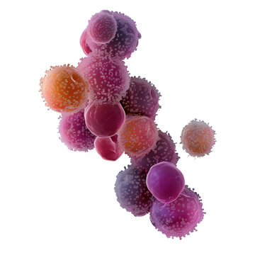 pneumococcus the bacterium is isolated on a transparent background. Microbiology, the study of microorganisms, infections, bacteria