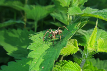 Dolomedes fimbriatus Raft Spider spider hanging web - 785037916