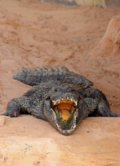 Krokodyl nilowy z otwartym pyskiem