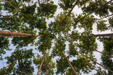 Looking up at tall trees with lush green leaves against a clear sky, creating a natural canopy.
