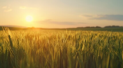 Obraz premium Golden Wheat Field at Sunset