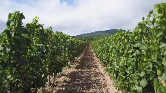 Ascending drone shot of rows of grapevines plants in a vineyard on a sunny day in Ambierle, France