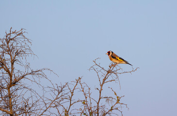 tiny songbird that feeds on thorns, Goldfinch, Carduelis carduelis