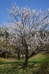 cherry blossom tree