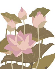 Lotus flower illustration 