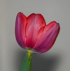 single red tulip flower isolated