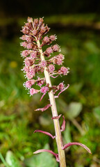 pink inflorescence of butterbur (Petasites hybridus)