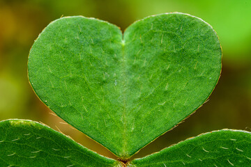 leaf detail of wood sorrel (Oxalis)