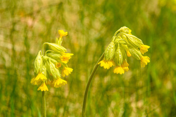 yellow flowers of common cowslip (Primula veris) aka cowslip primrose