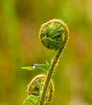 growing coil tip of fern in detail