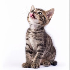 Adorable striped kitten with tongue out, looking up against white background.