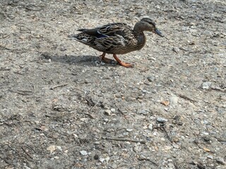 duck crossing