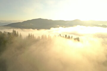 Aerial view of beautiful conifer trees in mountains covered with fog at sunrise
