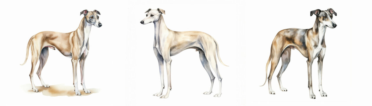 Three poised and elegant greyhounds presented in a watercolor style, capturing the breed's nobility and grace, isolated on a white background.