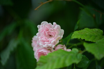 Zarte rosa Rose in voller Blüte-Sanfte Blüte in einem grünen Garten