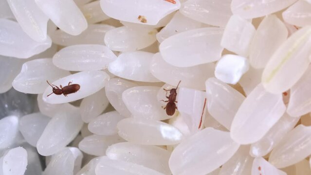 Rice weevils crawl and feed on white rice. Macro weevils close-up. Insect pests in food. Shooting 4k