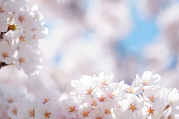 満開の桜の花　ソメイヨシノ　背景画像