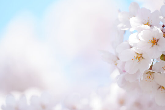 満開の桜の花　ソメイヨシノ　背景画像