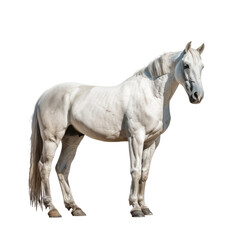 Obraz na płótnie Canvas Horse white background