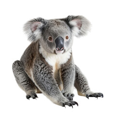 Koala white background