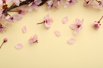 Spring tree branch with beautiful blossoms, flowers and petals on yellow background, flat lay....
