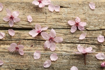 Spring blossoms and petals on wooden table, flat lay