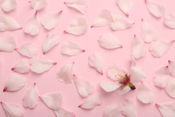 Spring blossom and petals on pink background, flat lay