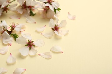 Spring blossoms and petals on beige background, closeup. Space for text