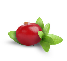 One fresh ripe cranberry with leaves isolated on white