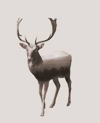 Double exposure of deer stag and mountains with misty forest