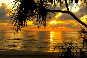 Sunrise and silhouette of tree at beach