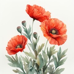 Flowers watercolor illustration with green buds and leaves of red poppies on white background