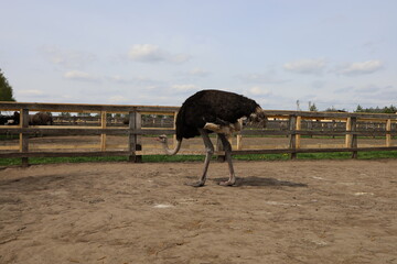 The big adult ostrich is walking in the enclosure. An ostrich farm.