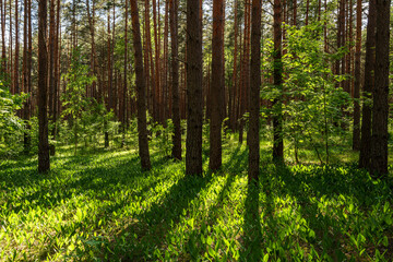 Sunset or sunrise in a pine forest with lilies of the valley blooming on the ground in spring. The...