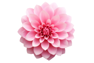 Blush Blossom: A Delicate Pink Flower Blooms Against a Pure White Canvas. On White or PNG Transparent Background.