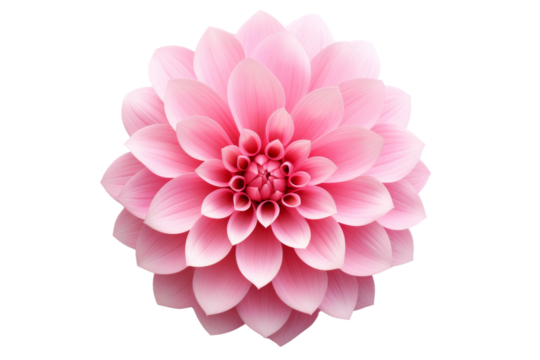 Blush Blossom: A Delicate Pink Flower Blooms Against a Pure White Canvas. On White or PNG Transparent Background.