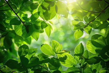 Fototapeta na wymiar Sunbeams peaking through lush green leaves