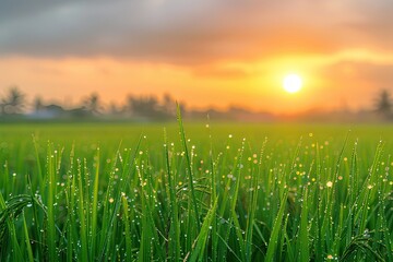 Obraz premium Sunrise and bokeh over paddy rice field Paddy field farming at sunrise