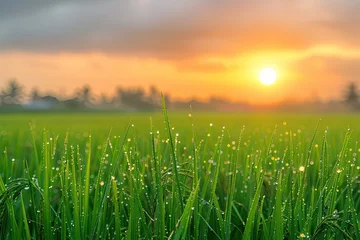 Outdoor-Kissen Sunrise and bokeh over paddy rice field Paddy field farming at sunrise © Barra Fire